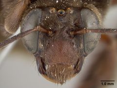 Xenoglossa dugesi by the Smithsonian. Used under a CC0 license.
