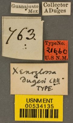 Xenoglossa dugesi by the Smithsonian. Used under a CC0 license.