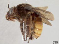 Xenoglossa dugesi by the Smithsonian. Used under a CC0 license.