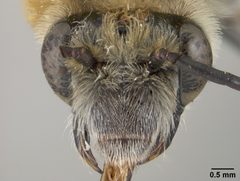 Xenoglossa (Peponapis) howardi by the Smithsonian. Used under a CC0 license.