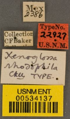Xenoglossa rhodophila by the Smithsonian. Used under a CC0 license.