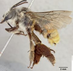 Xenoglossa rhodophila by the Smithsonian. Used under a CC0 license.