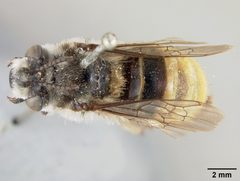 Xenoglossa rhodophila by the Smithsonian. Used under a CC0 license.