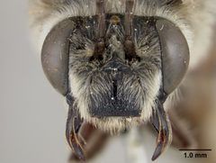 Xenoglossa rhodophila by the Smithsonian. Used under a CC0 license.