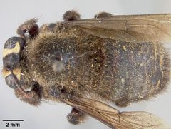 Xylocopa (Stenoxylocopa) micheneri decipiens by the Smithsonian. Used under a CC0 license.