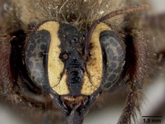 Xylocopa (Stenoxylocopa) micheneri decipiens by the Smithsonian. Used under a CC0 license.