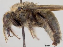 Xylocopa (Stenoxylocopa) micheneri micheneri by the Smithsonian. Used under a CC0 license.