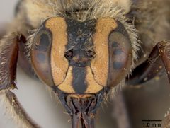 Xylocopa (Stenoxylocopa) micheneri micheneri by the Smithsonian. Used under a CC0 license.