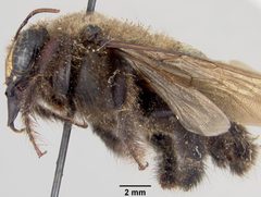 Xylocopa (Stenoxylocopa) micheneri decipiens by the Smithsonian. Used under a CC0 license.
