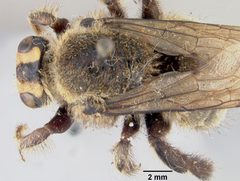 Xylocopa (Stenoxylocopa) micheneri micheneri by the Smithsonian. Used under a CC0 license.