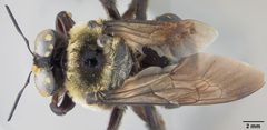 Xylocopa virginica krombeini by the Smithsonian. Used under a CC0 license.