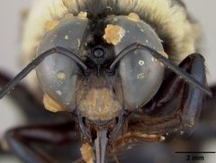 Xylocopa virginica krombeini by the Smithsonian. Used under a CC0 license.