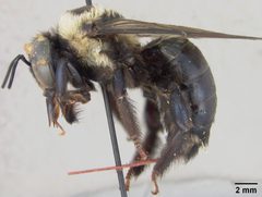 Xylocopa virginica krombeini by the Smithsonian. Used under a CC0 license.