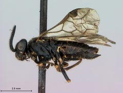 Aprosthema breviantennatum by the Smithsonian. Used under a CC0 license.