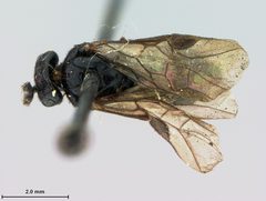 Aprosthema breviantennatum by the Smithsonian. Used under a CC0 license.