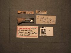 Aprosthema breviantennatum by the Smithsonian. Used under a CC0 license.