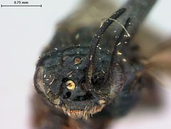 Aprosthema breviantennatum by the Smithsonian. Used under a CC0 license.