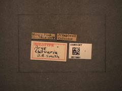Arge curvaria by the Smithsonian. Used under a CC0 license.