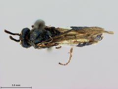 Arge curvaria by the Smithsonian. Used under a CC0 license.