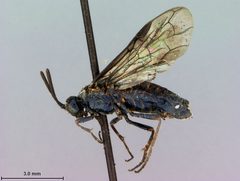 Arge curvaria by the Smithsonian. Used under a CC0 license.