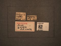Arge quidia by the Smithsonian. Used under a CC0 license.