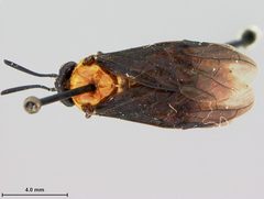 Arge quidia by the Smithsonian. Used under a CC0 license.
