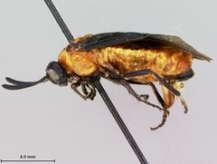 Arge quidia by the Smithsonian. Used under a CC0 license.