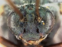 Arge willi by the Smithsonian. Used under a CC0 license.