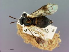 Arge willi by the Smithsonian. Used under a CC0 license.