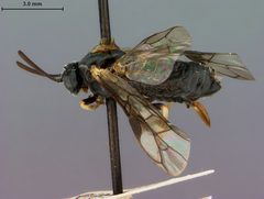 Arge willi by the Smithsonian. Used under a CC0 license.