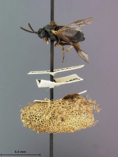 Arge willi by the Smithsonian. Used under a CC0 license.