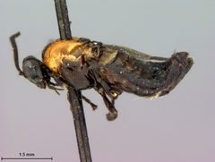 Atomacera decepta by the Smithsonian. Used under a CC0 license.