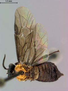 Atomacera decepta by the Smithsonian. Used under a CC0 license.
