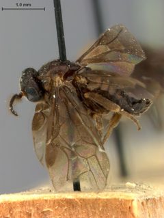 Atomacera desmodii by the Smithsonian. Used under a CC0 license.