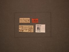 Atomacera desmodii by the Smithsonian. Used under a CC0 license.