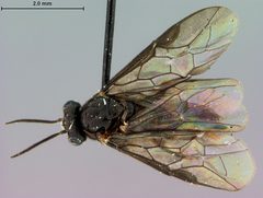 Atomacera ebena by the Smithsonian. Used under a CC0 license.