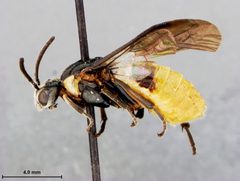Neoptilia mexicana by the Smithsonian. Used under a CC0 license.