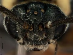 Neoptilia opulesa by the Smithsonian. Used under a CC0 license.