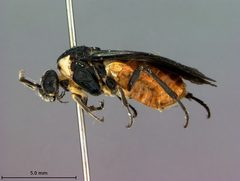 Neoptilia opulesa by the Smithsonian. Used under a CC0 license.