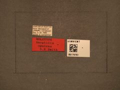 Neoptilia opulesa by the Smithsonian. Used under a CC0 license.