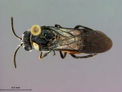 Neoptilia opulesa by the Smithsonian. Used under a CC0 license.
