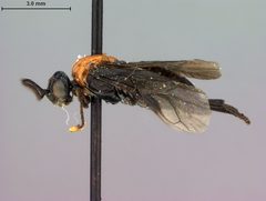 Neoptilia tora by the Smithsonian. Used under a CC0 license.