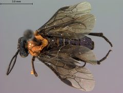 Neoptilia tora by the Smithsonian. Used under a CC0 license.