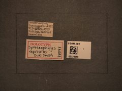 Sphacophilus apiculus by the Smithsonian. Used under a CC0 license.