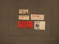 Sphacophilus ceraus by the Smithsonian. Used under a CC0 license.