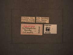 Sphacophilus hamus by the Smithsonian. Used under a CC0 license.