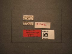 Sphacophilus holmus by the Smithsonian. Used under a CC0 license.
