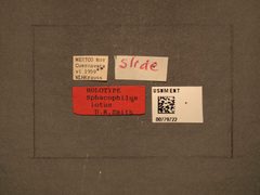 Sphacophilus iotus by the Smithsonian. Used under a CC0 license.