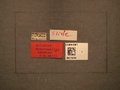 Sphacophilus odontus by the Smithsonian. Used under a CC0 license.