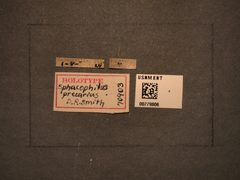 Sphacophilus precarius by the Smithsonian. Used under a CC0 license.